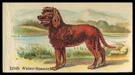 13 Irish Water Spaniel